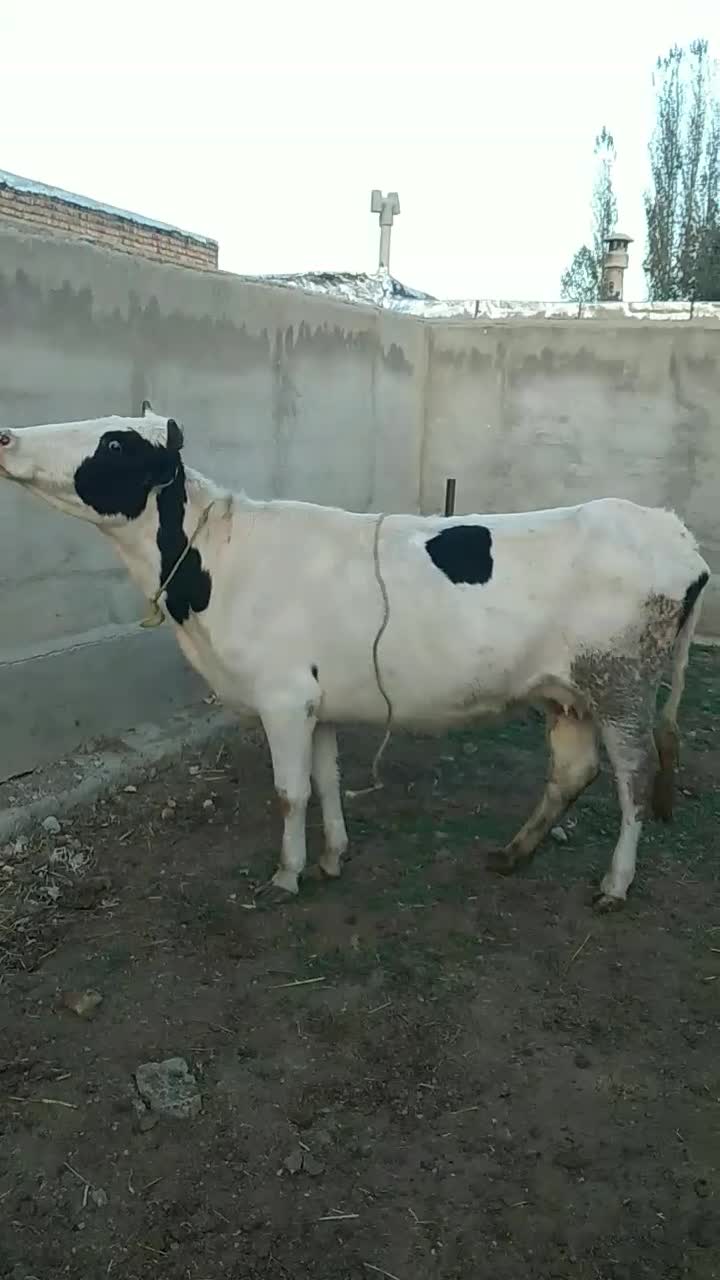 تلیسه گاو با گوساله ماده مونت|حیوانات مزرعه|انگوت, |دیوار