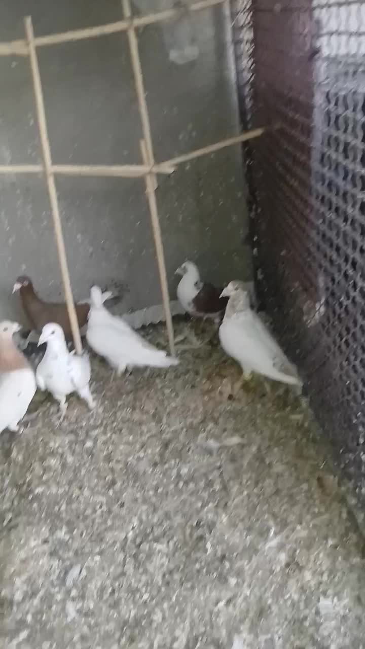 کبوتر|پرنده|هلالی, |دیوار