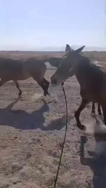 اسب دلور مادیان- دره شور|اسب و تجهیزات اسب‌سواری|کربال, |دیوار