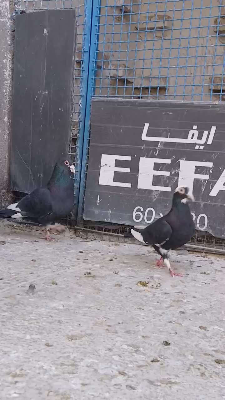 کفتر کرمانی|پرنده|بیرجند, |دیوار