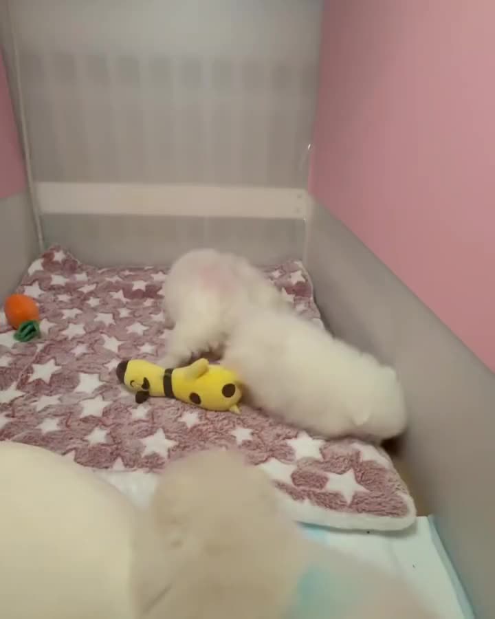 سگ توله پامر . پامرانین خرسی سفید ۷۲ روز|سگ|تهران, ایوانک|دیوار