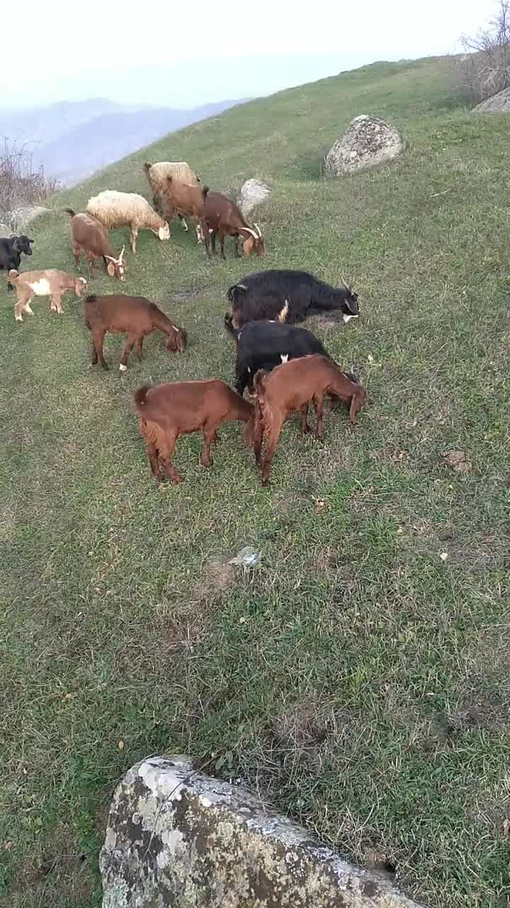 بزهای جوان نژاد عالی|حیوانات مزرعه|اهر, |دیوار