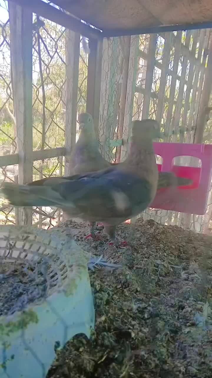 کبوتر|پرنده|نوشهر, |دیوار