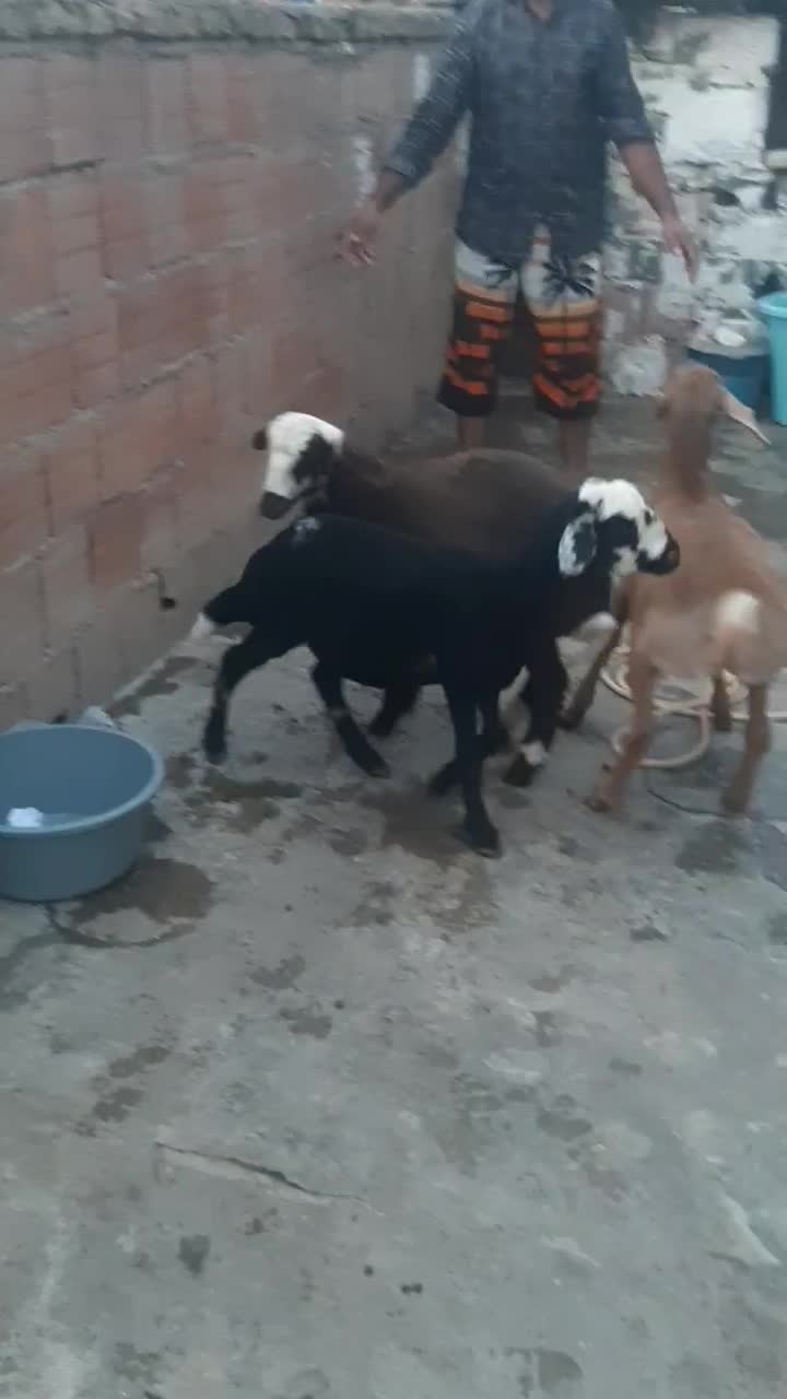 بره ماده|حیوانات مزرعه|خان ببین, |دیوار