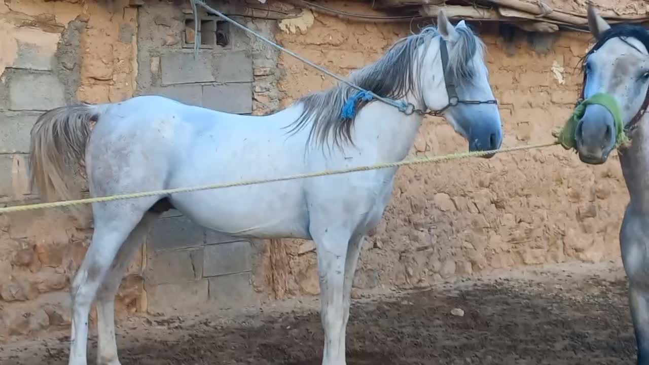 خرید فروش انواع اسب مادیان|اسب و تجهیزات اسبسواری|ثلاث باباجانی, |دیوار