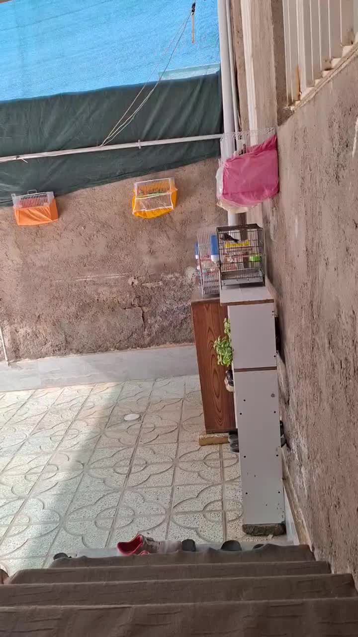 سهره نر تازه صاف و ریز و درشت میخونه|پرنده|تربت‌حیدریه, پائین ولایت|دیوار