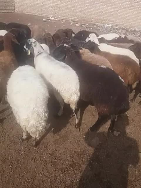 گوسفند|حیوانات مزرعه|یامچی, |دیوار