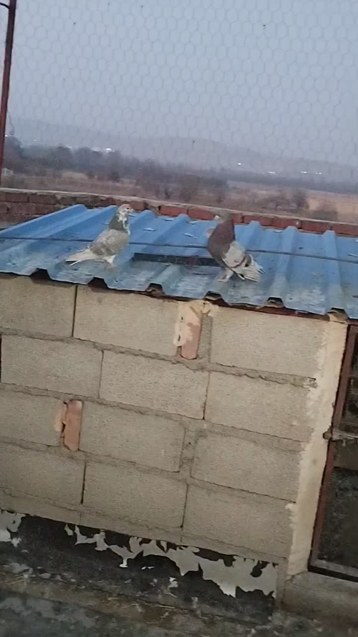 فروش تعدادی کبوتر پرشی دهنجور|پرنده|نقده, |دیوار