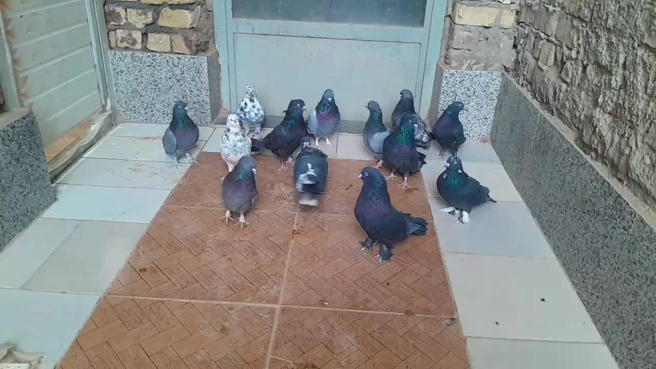 کبوتر پر  روزگاری|پرنده|لاران, |دیوار