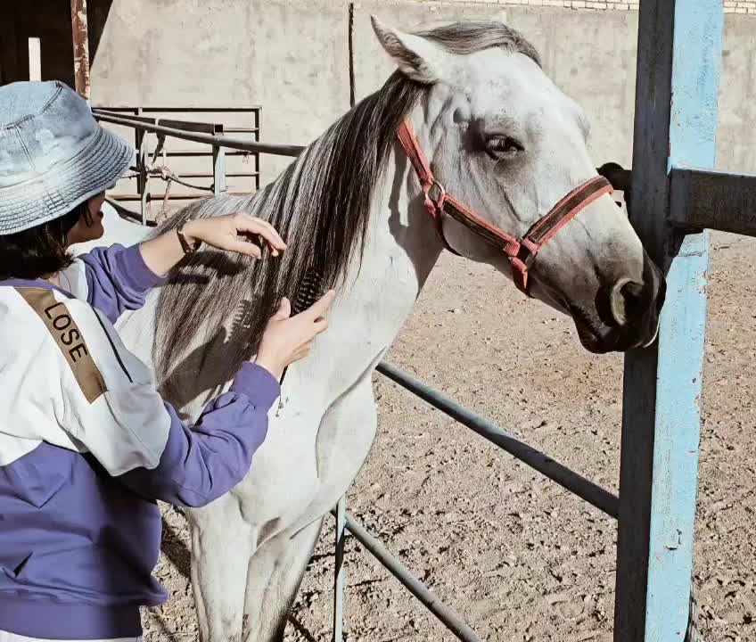 اسب سفید|اسب و تجهیزات اسبسواری|لنجان, |دیوار