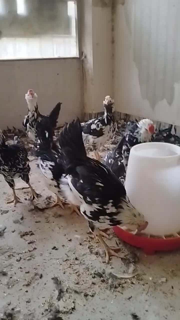 تعداد5عدد نیمچه گلین|حیوانات مزرعه|کرج, کوی کارمندان شمالی|دیوار