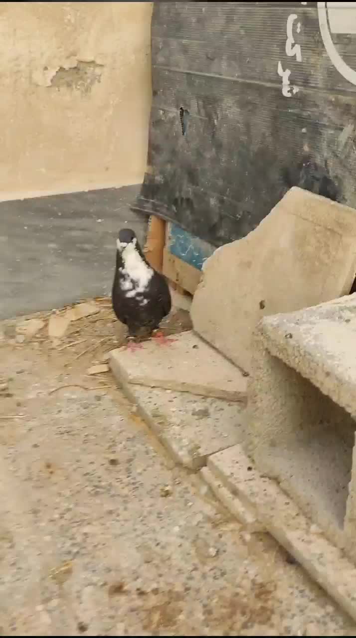 کبوتر ریش ساده|پرنده|چابهار, |دیوار