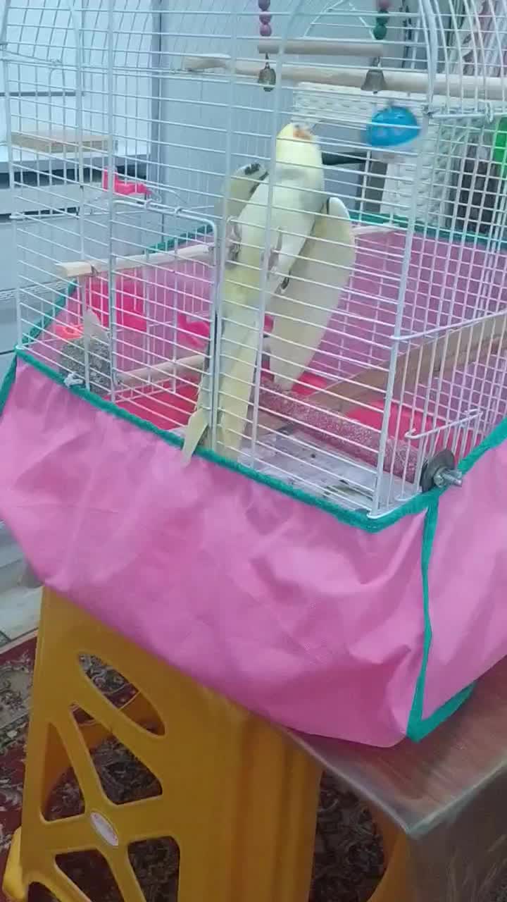 دو عدد طوطی عروس هلندی نر زیبا|پرنده|رشت, سعدی (تختی)|دیوار