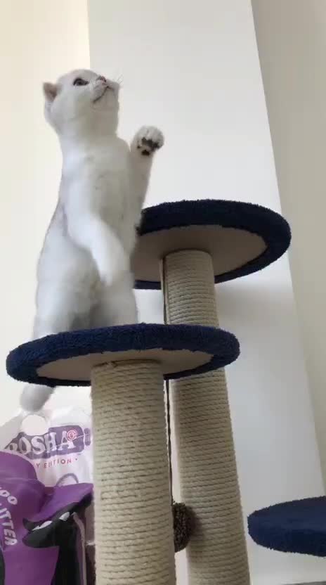 فروش گربه ی اسکاتیش دابل فولد اصیل|گربه|بندرعباس, |دیوار