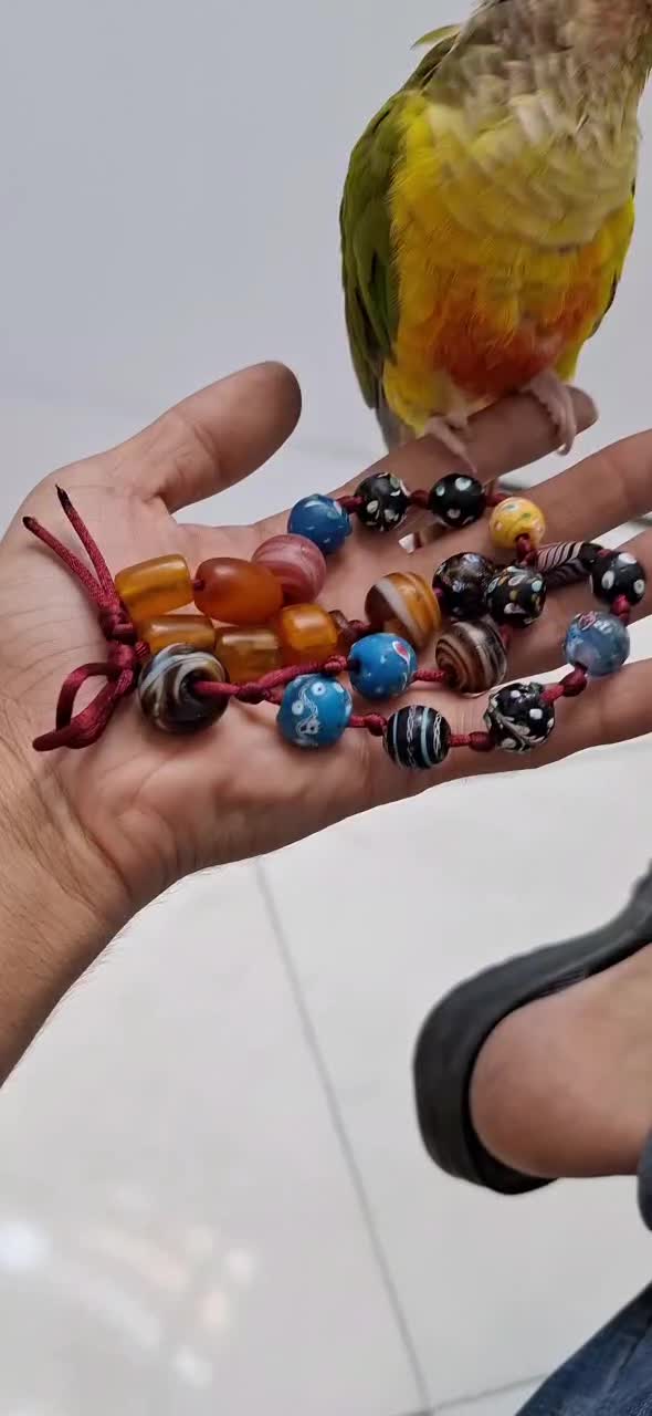 خریدوفروش انواع مهره های کهنه ونشان وخط وتسبیح|کلکسیون اشیاء عتیقه|بیرجند, |دیوار