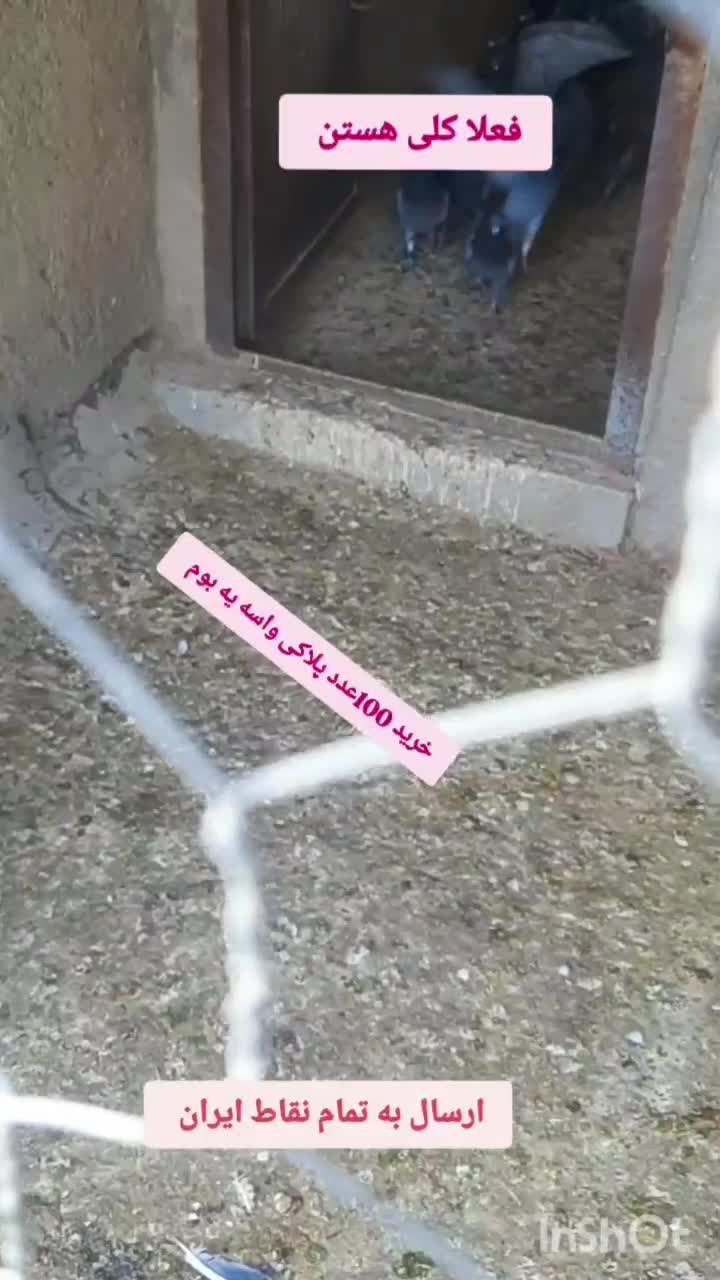 تعداد ۱۲۰عدد پلاکی استان قزوین بوم ندارن|پرنده|تاکستان, |دیوار