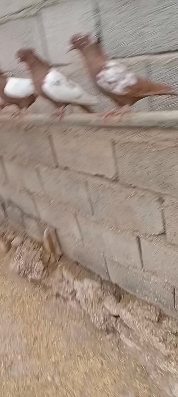 کبوترهوایی|پرنده|تبریز, |دیوار