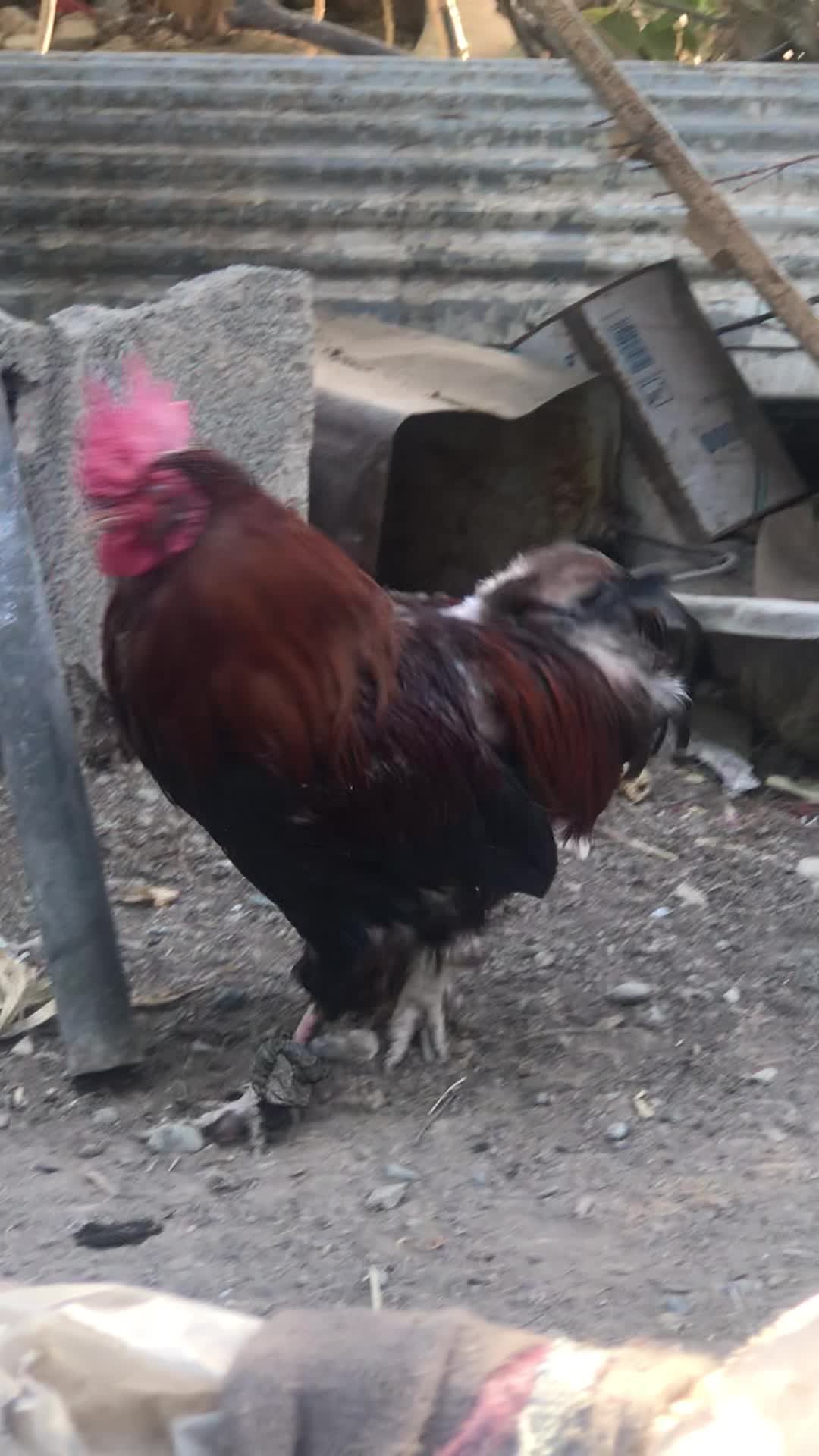 خروس و مرغ محلی / رسمی و اردک باغستان شهریار|حیوانات مزرعه|شهریار, شهریار|دیوار