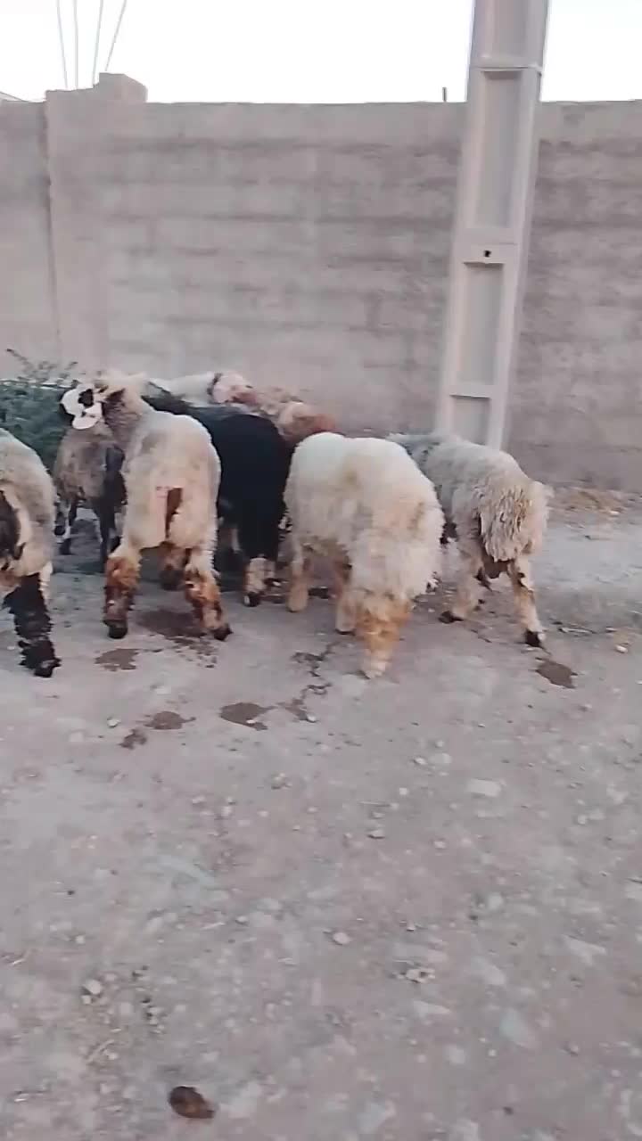 سلام بره نر سبک وقوچ داشت|حیوانات مزرعه|کوار, |دیوار