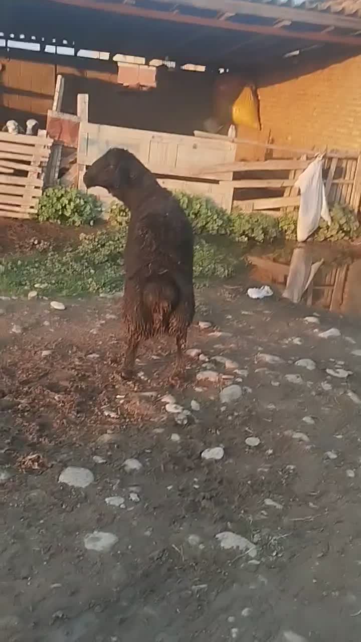 قوچ|حیوانات مزرعه|آق قلا, |دیوار