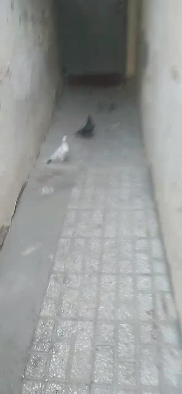 جوجه‌کفتر|پرنده|مشهد, نیزه|دیوار