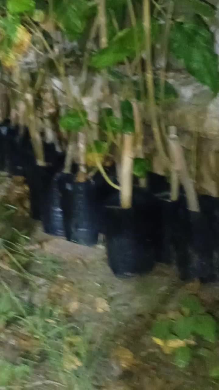 گل وگیاه|گل و گیاه طبیعی|قشم, |دیوار