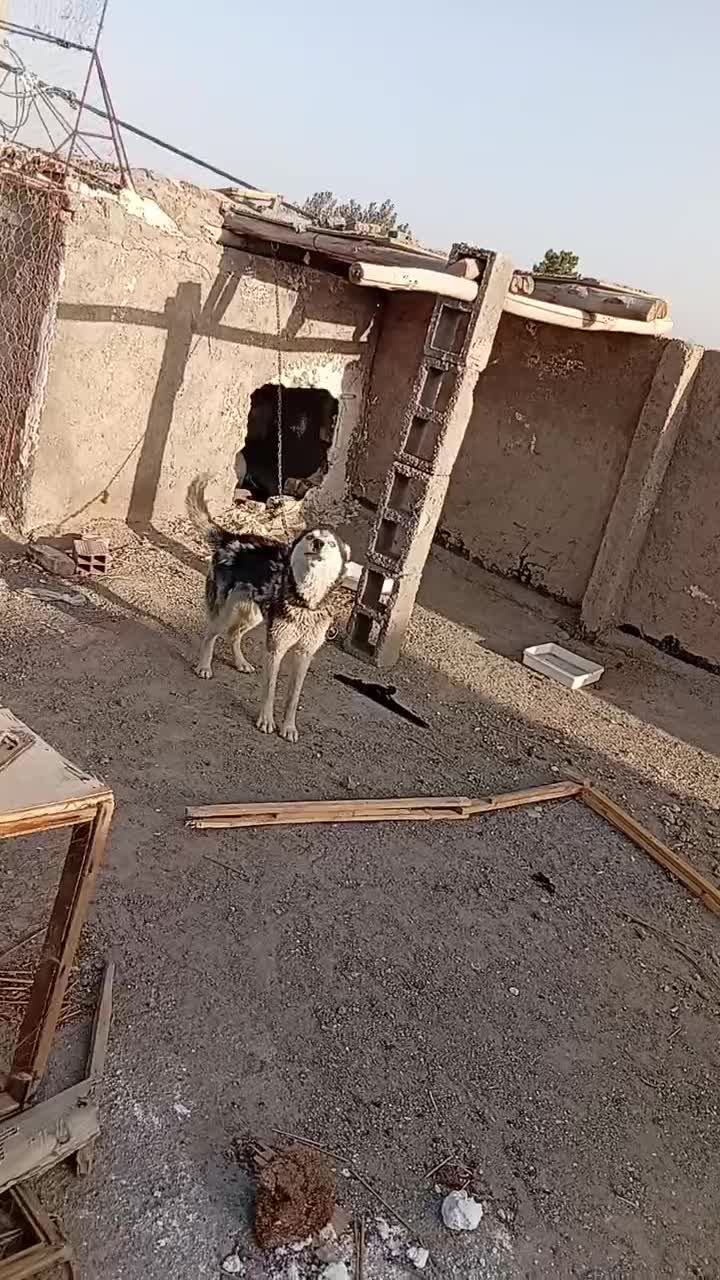 سگ هاسکی|سگ|زاهدان, |دیوار