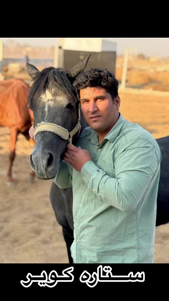 پانسیون و آموزش سوارکاری و گشت تفریحی|خدمات آموزشی|نظرآباد, نظرآباد|دیوار