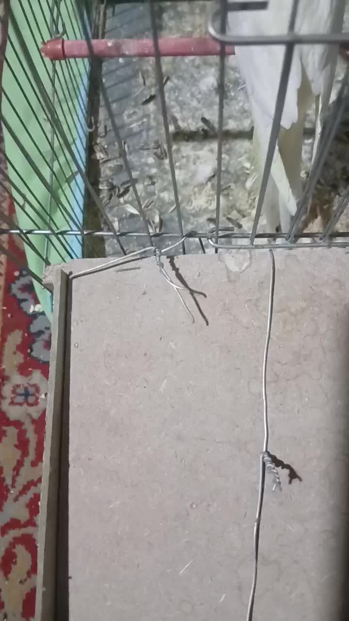 نر سخنگو ۲ ساله|پرنده|آق قلا, |دیوار