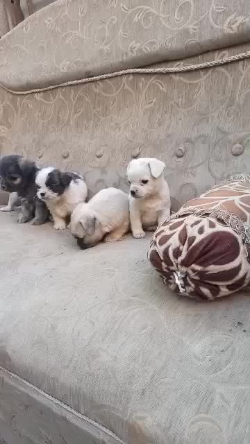 توله سگ|سگ|ابریشم, |دیوار