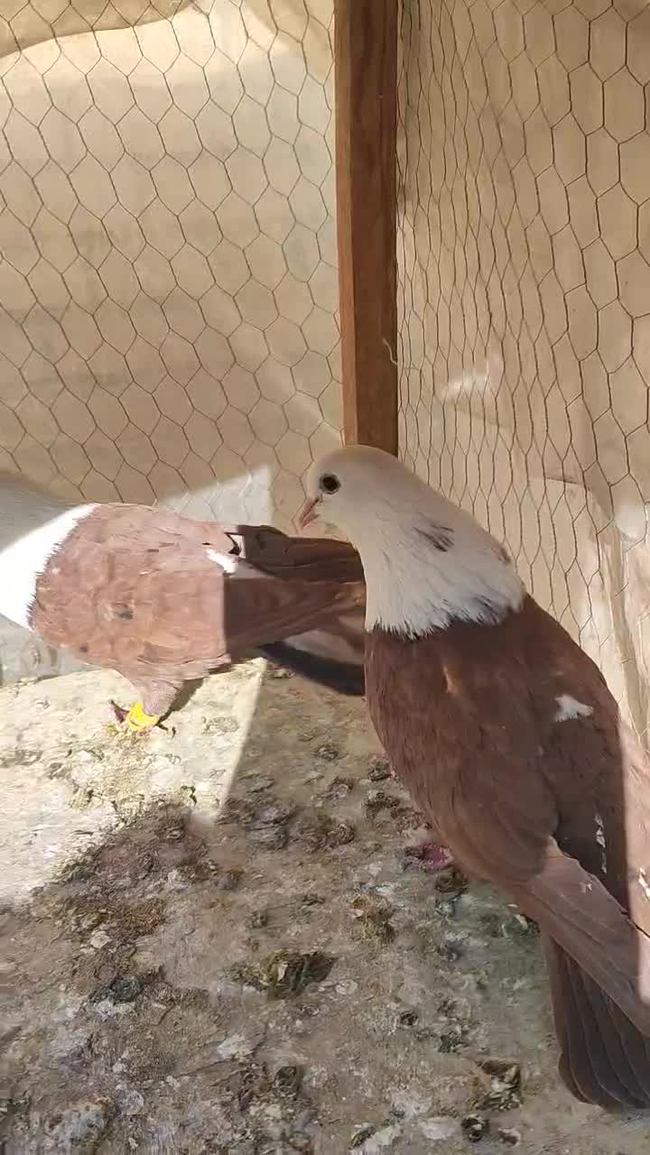 کله سفید نروماده|پرنده|لنجان, |دیوار