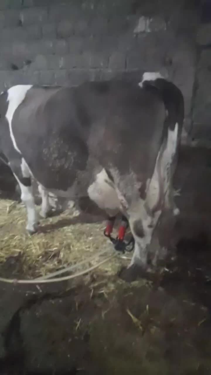 گاو شیری|حیوانات مزرعه|هشترود, |دیوار