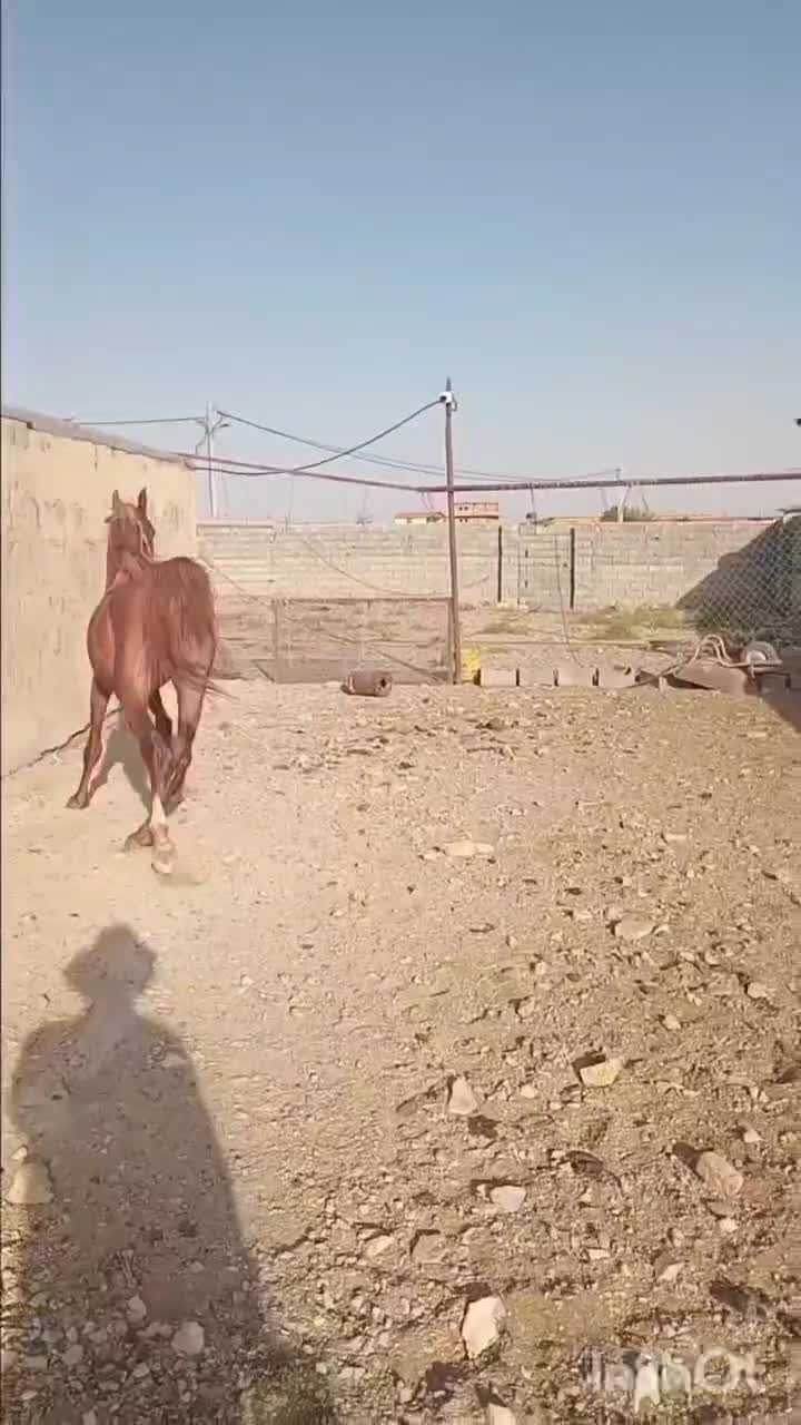 اسب نژاددار چستر، ۳ ساله، با برگه فدراسیون|اسب و تجهیزات اسب‌سواری|قم, انسجام|دیوار