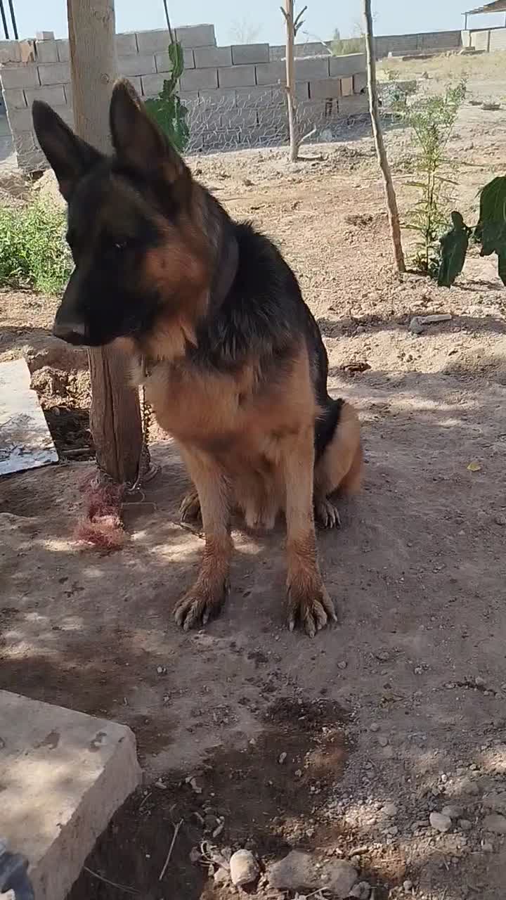 سگ ژرمن نر،سگ تربتی نر در زرند|سگ|زرند, |دیوار