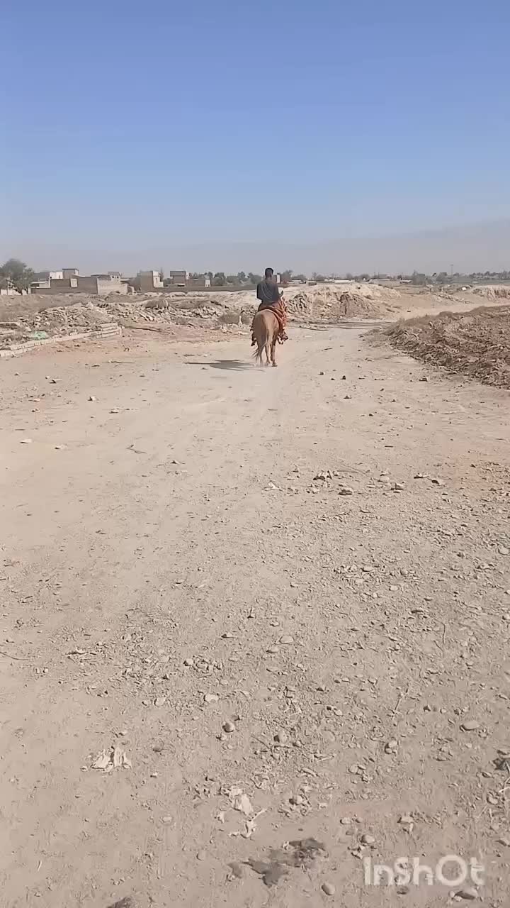 ۳ عدد اسب یرقه|اسب و تجهیزات اسبسواری|مینودشت, |دیوار