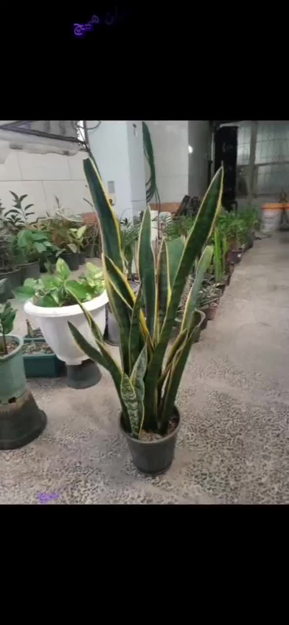 خانه گل و گیاه آپارتمانی آنلاین زرند|گل و گیاه طبیعی|زرند, |دیوار