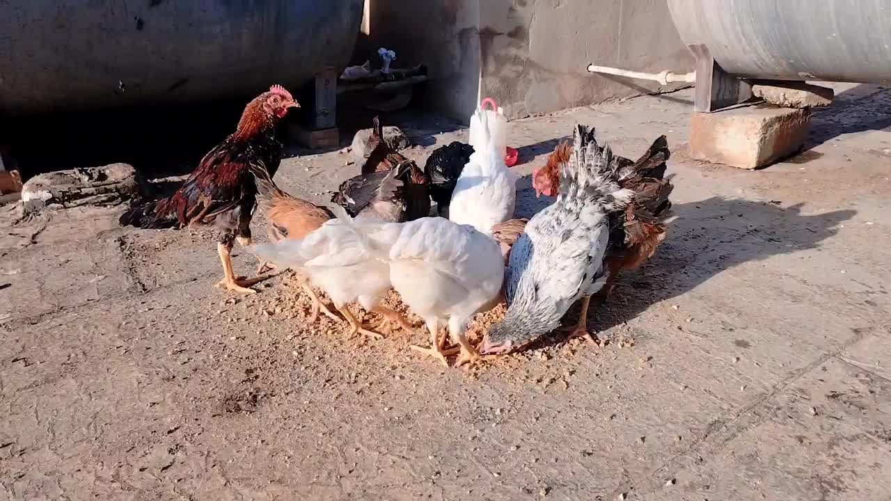 جوجه مرغ و خروس جوان|حیوانات مزرعه|کرمانشاه, |دیوار