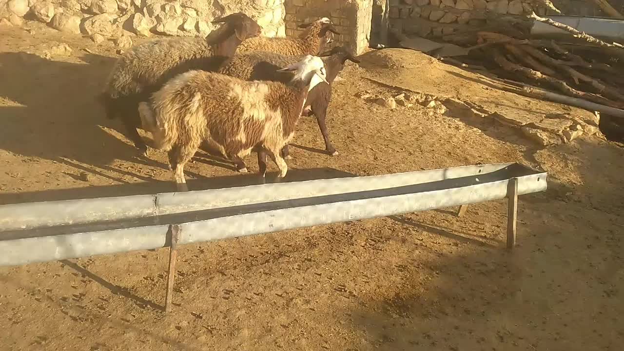 شیشک میش بره نر ماده|حیوانات مزرعه|کوهدشت, |دیوار