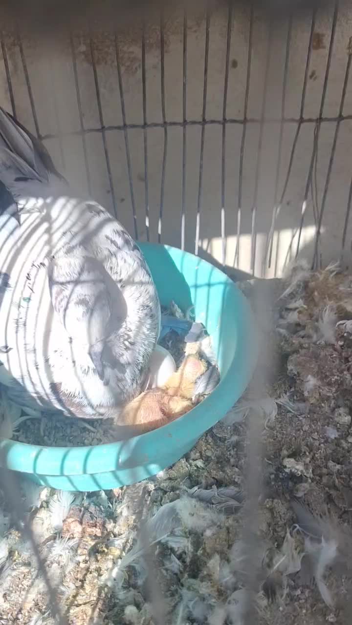 کبوتر سوسکی ماده ((گمشده))|پرنده|تهران, باغ خزانه|دیوار