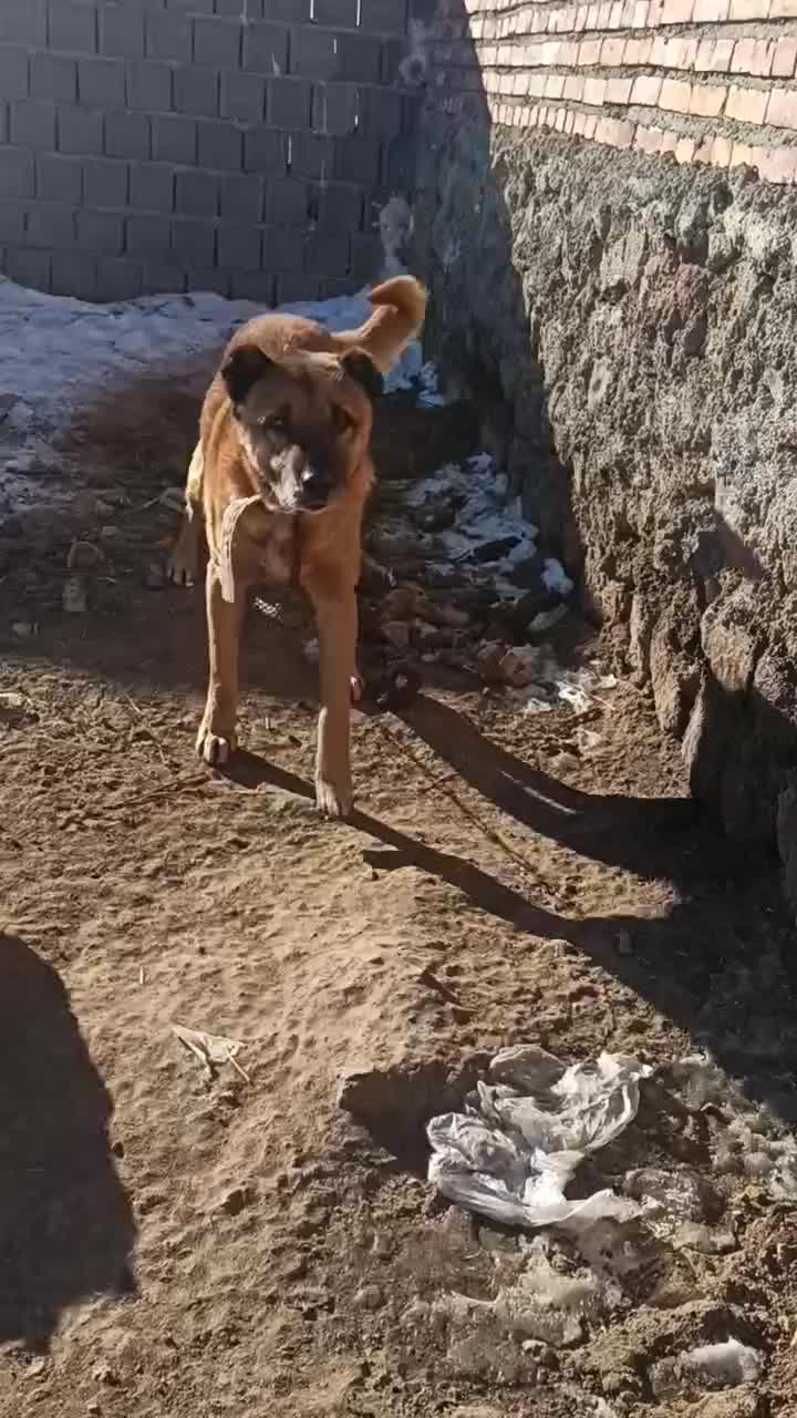 دوسگ|سگ|شیراز, داریون|دیوار