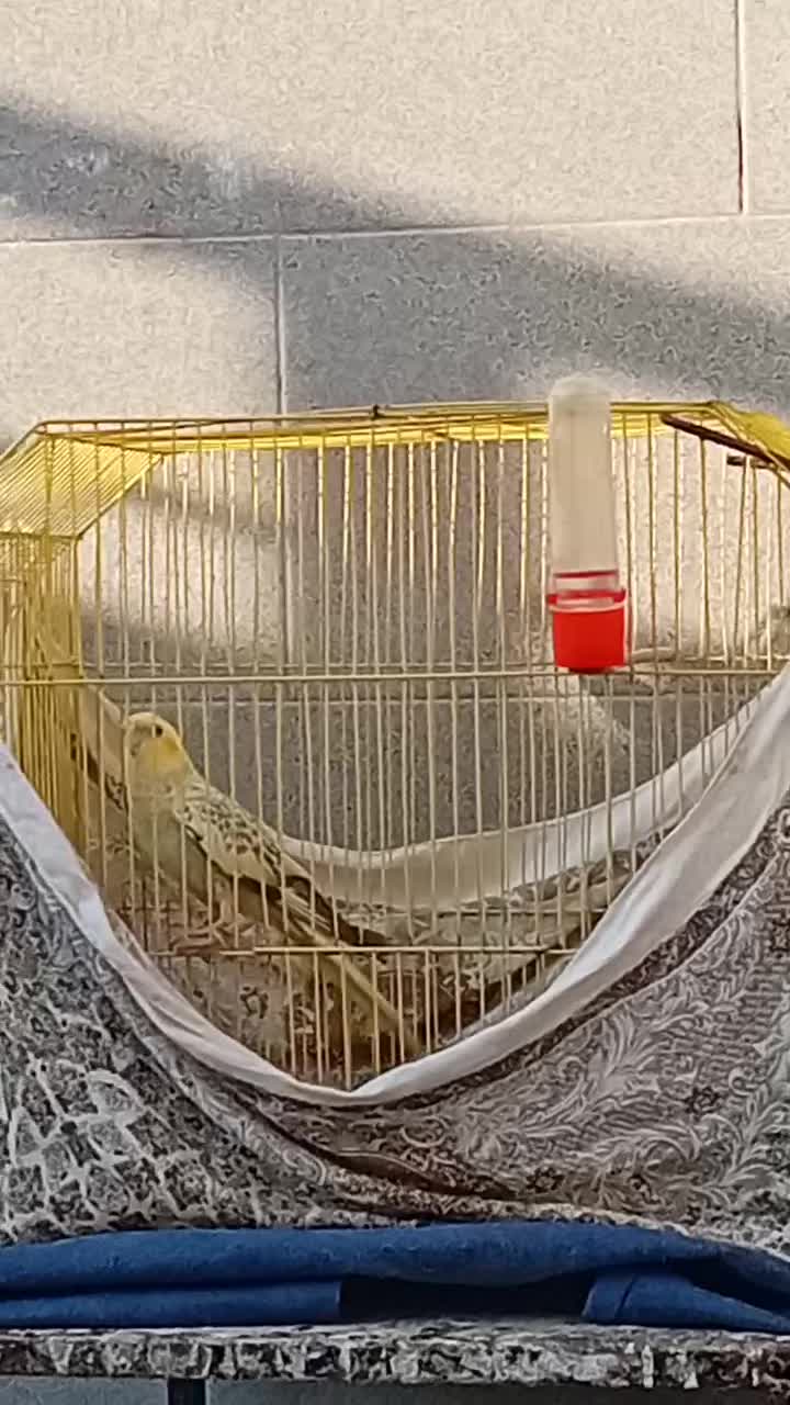 عروس هلندی ماده دربندرماهشهر|پرنده|بندر ماهشهر, |دیوار