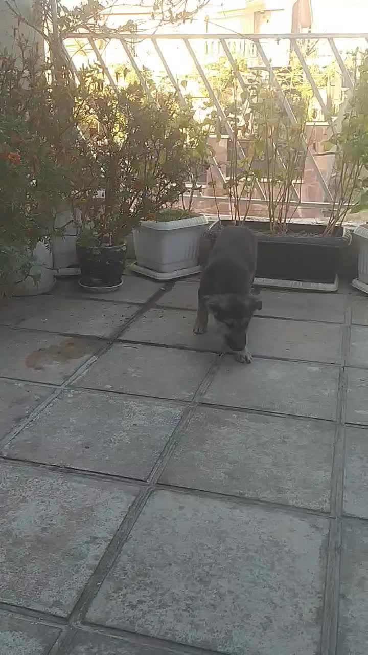 توله ژرمن ورک|سگ|تهران, استاد معین|دیوار