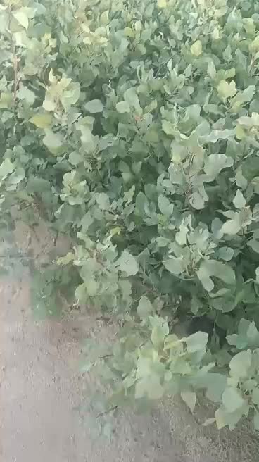 فروش نهال پسته|خدمات باغبانی و درختکاری|قم, هنرستان|دیوار