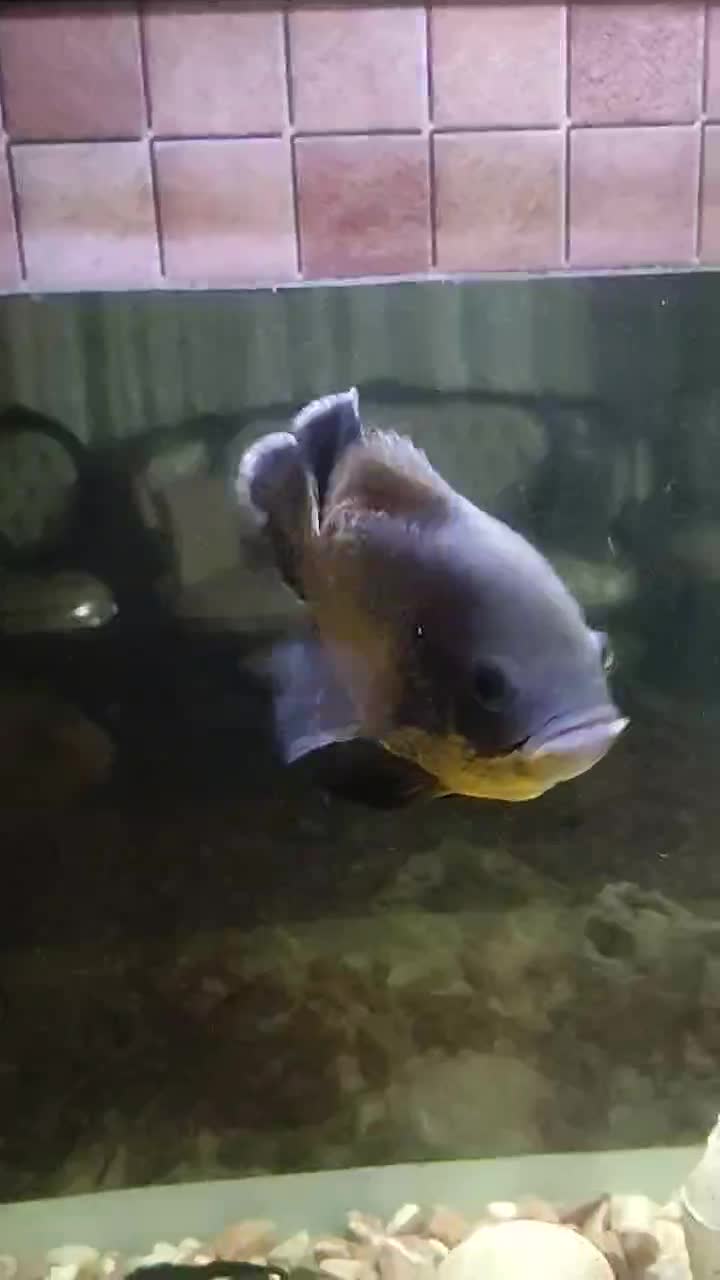 ماهی اسکار مسی|ماهی|تهران, تولید دارو|دیوار