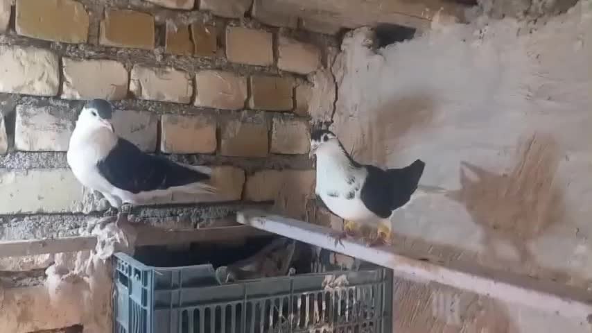 کبوتر.پرنده.|پرنده|چناران, |دیوار