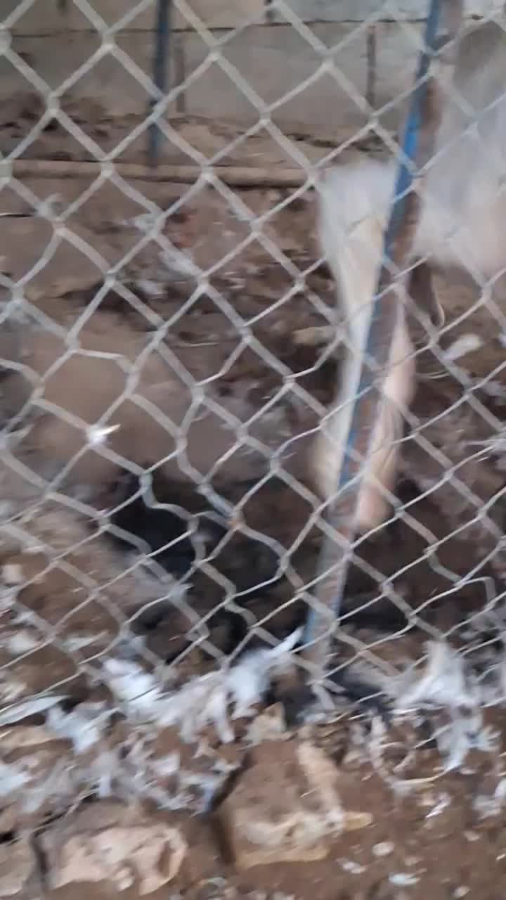 سگ آلابای روسی|سگ|احمدآبادمستوفی, |دیوار