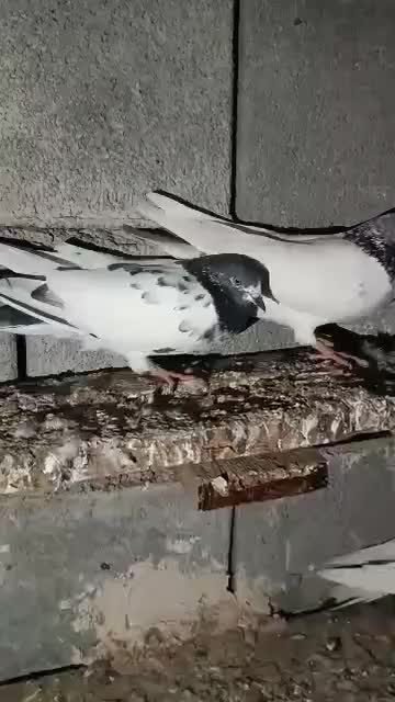 کفتر|پرنده|قلعه قاضی, |دیوار