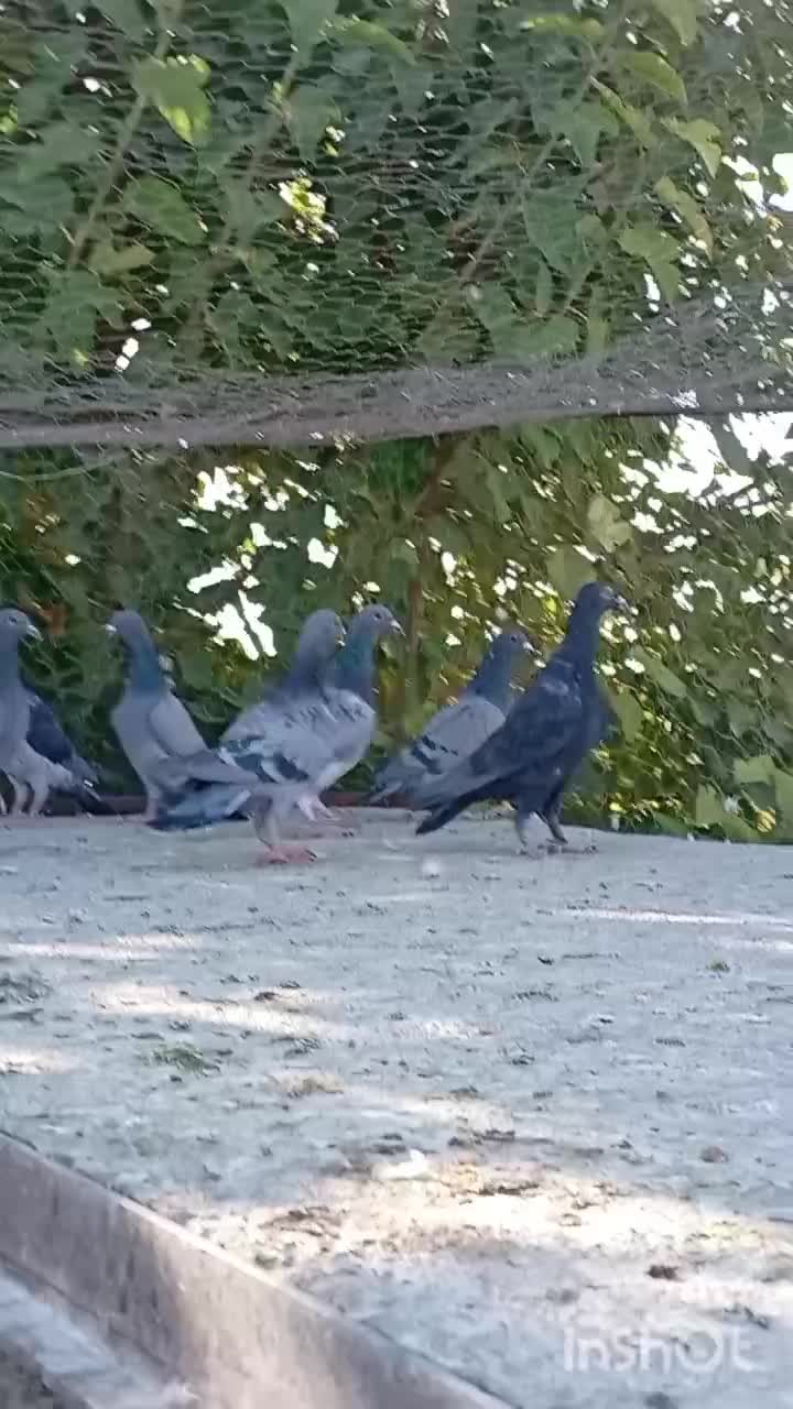 دسته جوجه پلاکی|پرنده|حمیدیا, |دیوار