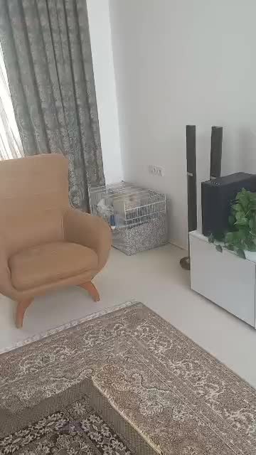 عروس هلندی جفت مولد لوتینو|پرنده|دوگنبدان, |دیوار