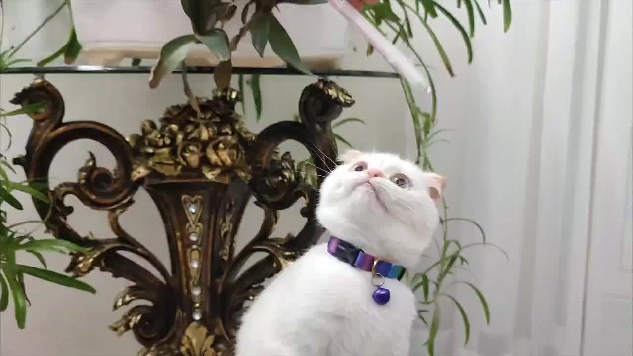 واگذاری گربه اسکاتیش دبل فولد پسر|گربه|گلبهار, شهر جدید گلبهار|دیوار